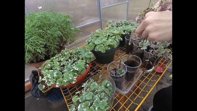 БУДРА ПЛЮЩЕВИДНАЯ ! ГОТОВЛЮ К ЗИМОВКЕ. ОБРЕЗАЮ МАТОЧНИКИ.УКОРЕНЯЮ ЧЕРЕНКИ ДЛЯ РАЗМНОЖЕНИЯ .