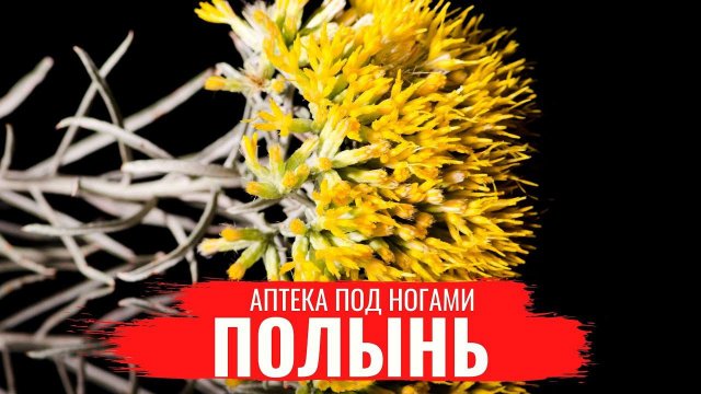 ПОЛЫНЬ \ Полезные лечебные свойства \ Правила сбора \ Нюансы заготовки \ Аптека под ногами