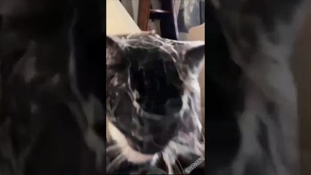 cat cat cat