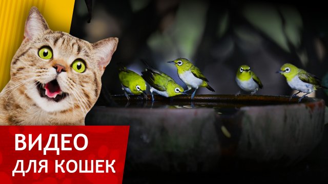 Видео для кошек - Купание Птичек в Тропиках (Мега видео для кошек!)
