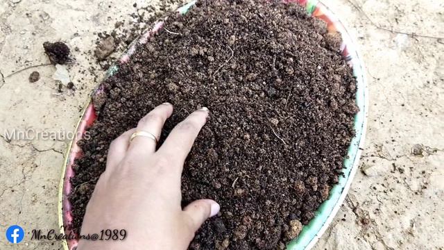 ജമന്തി പരിചരണം |Chrysanthemum planting and caring tips