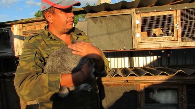 Породы кроликов и их особенности.
