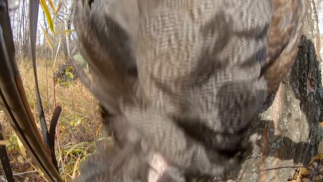 Охота на глухаря осенью с подхода.