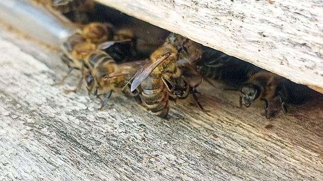 Момент из жизни пчёл