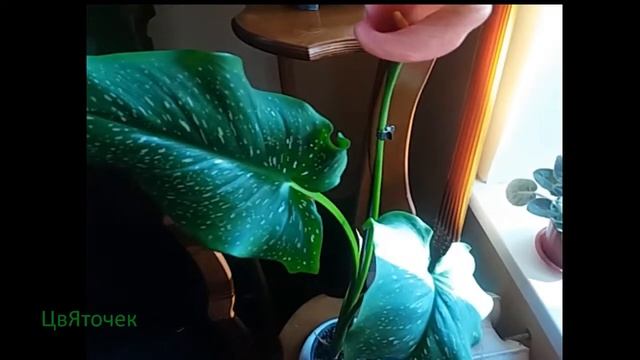 Как ухаживать за домашней каллой в горшке