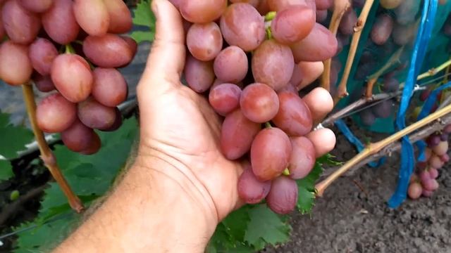 Гамлет- ранний,очень крупноплодный,урожайный виноград
