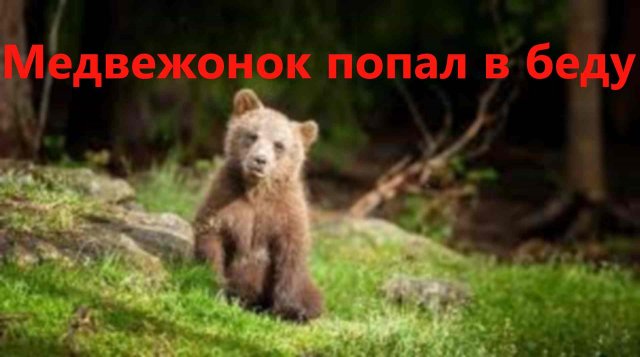 Медведица позвала на помощь человека и егерь помог ей. Интересные истории из жизни животных.