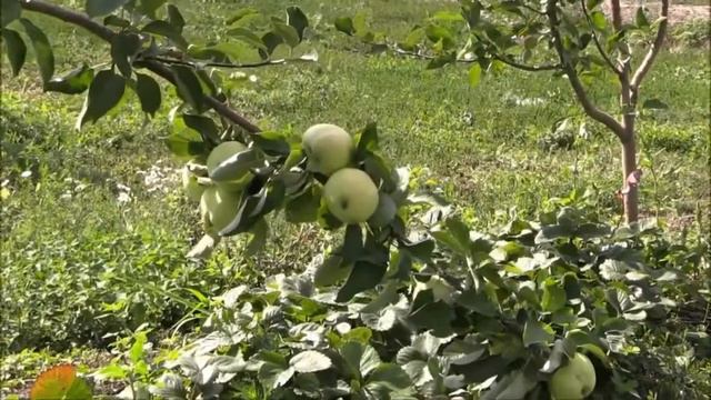 Сломанная ветка (cover) Алексей Маклаков