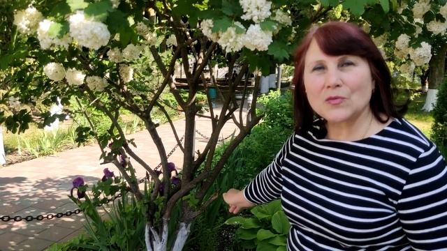 Как вырастить красивую калину бульденеж