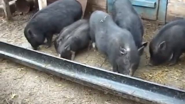 Вьетнамские поросята. Нормы кормления.