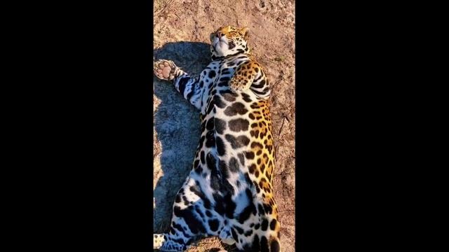 Котики