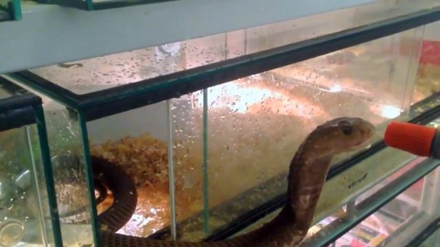 Как На Самом Деле Пьют Змеи? Тайны царства животных