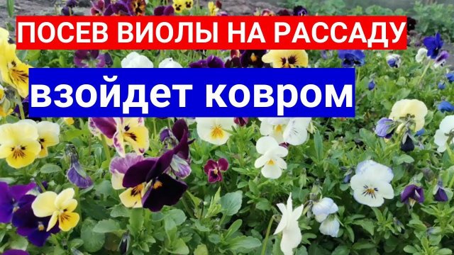 ПОСЕВ ВИОЛЫ НА РАССАДУ - ВЗОЙДЕТ КОВРОМ! ЗАПРАВЛЯЕМ СЫТНО ГРУНТ!
