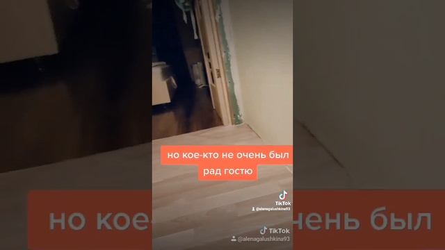 Тимоша и новый гость