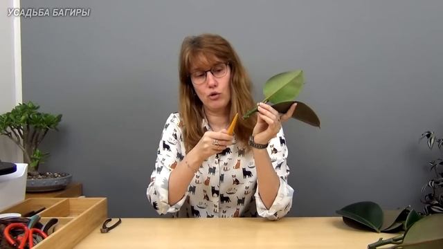 Размножение фикуса каучуконосного.