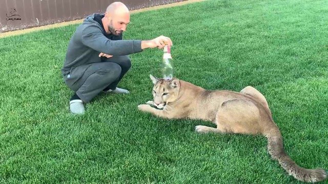 Счастливый кот рад любым игрушкам