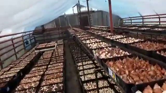 Как контролировать температуру в теплице в зимний период.