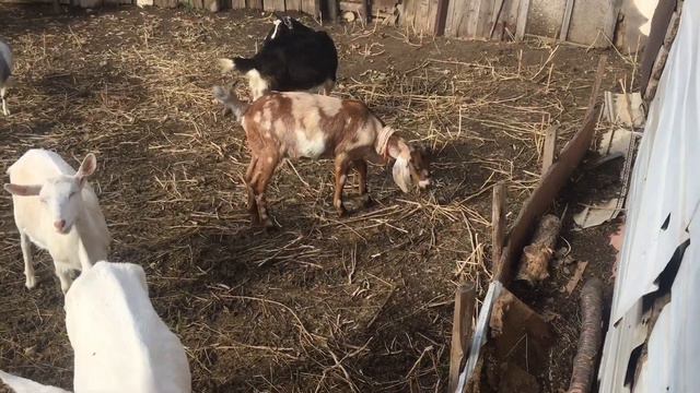 Как быть?если козы не приходят в охоту?