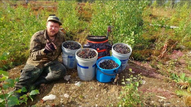 СБОРЩИК ЯГОД ЗАБРЁЛ НА МЕДВЕЖЬЕ ПАСТБИЩЕ И ПОНЕСЛАСЬ. ПРОМОК УСТАЛ НО ЯГОД СОБРАЛ. ПРОМЫСЕЛ В ТАЙГЕ