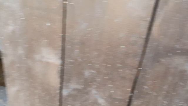 Алиса - лиса. Почему у лисы кончик хвоста белый.