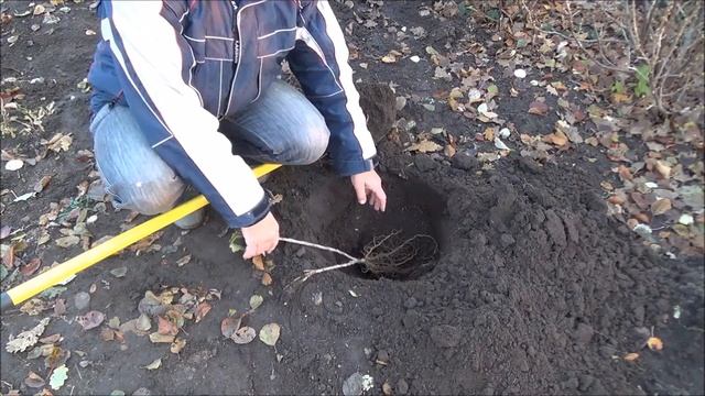 Посадка красной смородины. Весной и осенью.