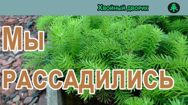 Рассадили саженцы хвойных,ель голубая,туя  можжевельник. Что будет на осень 2024 и Весна 2025