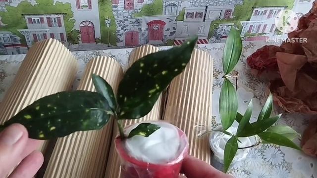 ?Последняя в этом году посылка/Распаковка?