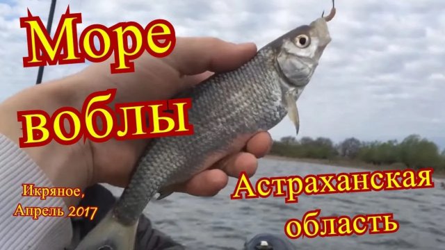 Астраханская область, село Икряное, ловим воблу, апрель