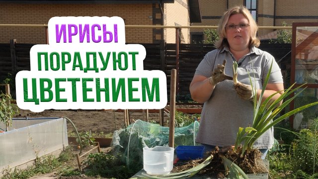 ГЛАВНЫЙ секрет деления бородатых ирисов!  Как пересадить бородатые ирисы осенью?