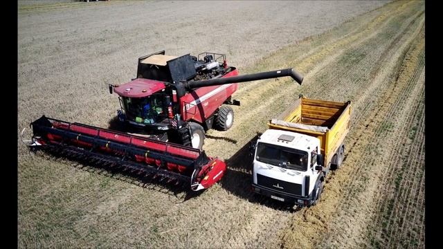 Зерноуборочный комбайн ПАЛЕССЕ GS2124 (Gomselmash), работа комбайна gs2124.Уборочная 2022