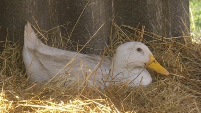 В каком возрасте начинают нестись утки