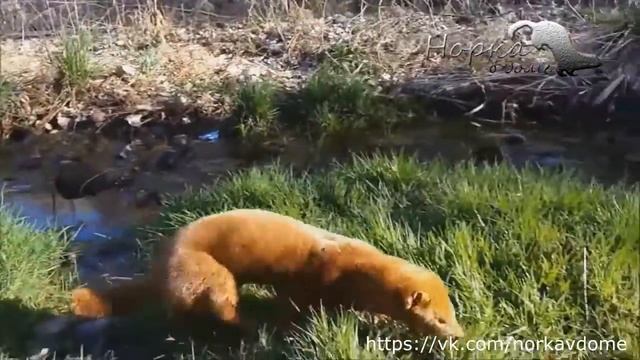 ОТЛИЧИЯ хорька и норки. Часть 3