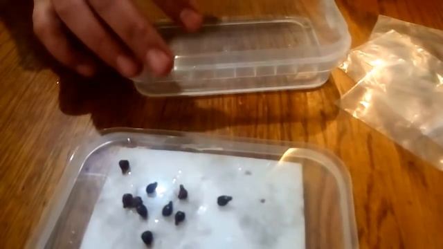 Виноград Из Косточки