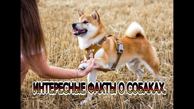 Интересные истории и факты про животных.