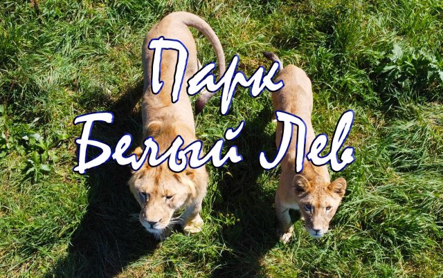 Парк "Белый Лев" находиться в Приморском крае, Надеждинский район, рядом с поселком Тимофеевка.