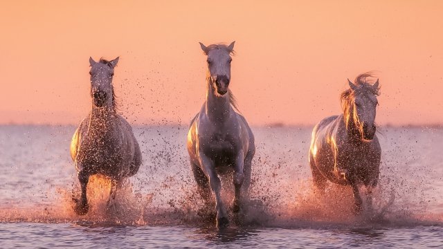 ТАКАЯ ДУШЕВНАЯ, ЖИЗНЕННАЯ ПЕСНЯ! - ИГОРЬ СЛУЦКИЙ - УСТАЛИ КОНИ...