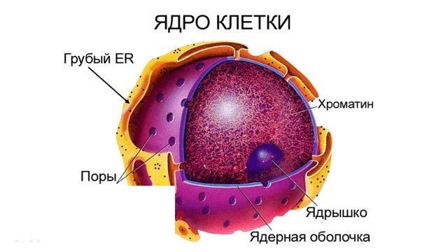Клетка как структурная единица всего живого