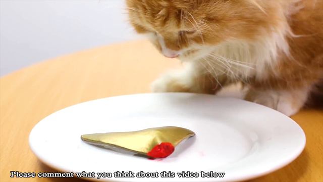 Kluna Tik ASMR eating GOLD SHARK with TOM cat for dinner! Kluna Tik's Fan