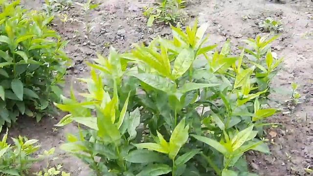 САД МОЕЙ ДУШИ. ПРИГЛАШАЮ НА ПРОГУЛКУ.НАЧАЛО ИЮНЯ.