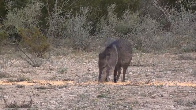 PCP пневматика. Охота на дикую свинью👉🐷🔫
