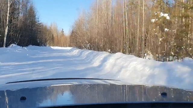 Постановка петли на волка