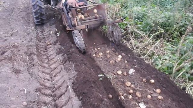 самодельная картофелекопалка тракторная в работе