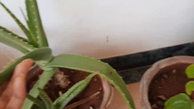 My friend  Shashi's garden, mini garden set up, container gardening,  my inspiration