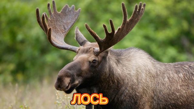 КАК ГОВОРИТ ЛОСЬ / ЗВУКИ ЛОСЯ ?
#лось #звуки_лося #как_говорит_лось #рев_лося