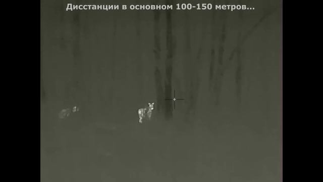 ОХОТА с ТЕПЛОВИЗОРОМ || iRay Saim SCT 35
