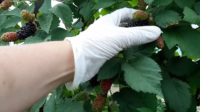 Ежевика Карака Блэк - самый ранний сорт крупноплодной ежевики. Мой любимчик