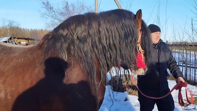 ЛОШАДИ🐎 ЖЕРЕБЕЦ ВЕРЕСК СОВЕТСКИЙ ТЯЖЕЛОВОЗ НА ПРОДАЖУ