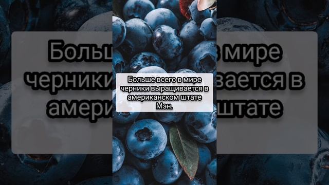 Черника