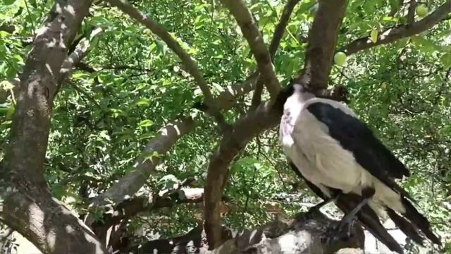 Питание Ворона Кешы. Eating Little Crow Kesha