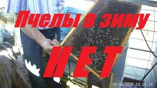 Исчезли пчелы в ульях.Причины исчезновения и ослабления пчелосемей.